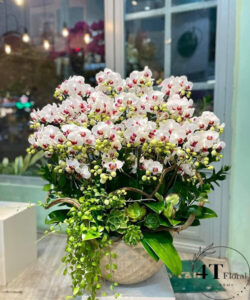 Chậu lan hồ điệp - HĐ18