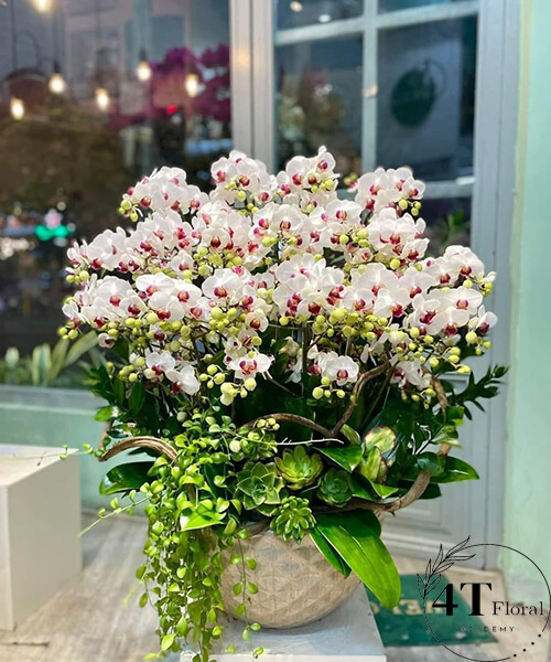 chậu lan hồ điệp trắng mini