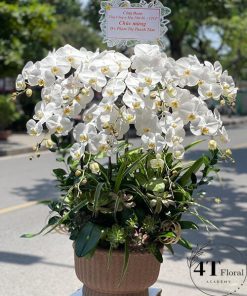 Chậu lan hồ điệp - HĐ17