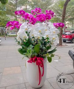 Chậu lan hồ điệp - HĐ16