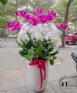 Chậu lan hồ điệp - HĐ16