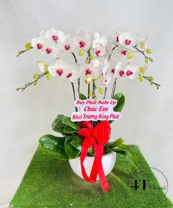Chậu lan hồ điệp - HĐ15