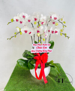 Chậu lan hồ điệp - HĐ15
