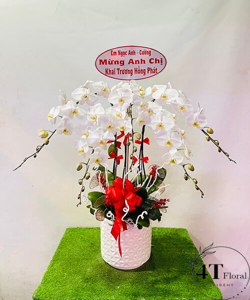 chậu lan hồ điệp trắng tặng bạn