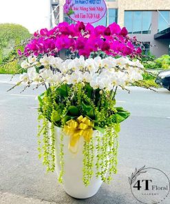 Chậu lan hồ điệp - HĐ13