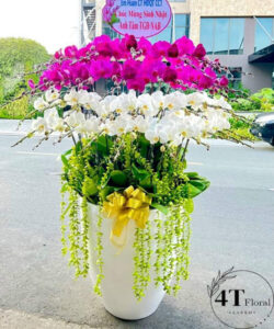 Chậu lan hồ điệp - HĐ13