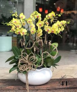 Chậu lan hồ điệp - HĐ12