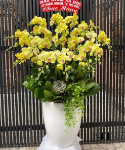 Chậu lan hồ điệp - HĐ07