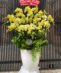 Chậu lan hồ điệp - HĐ07