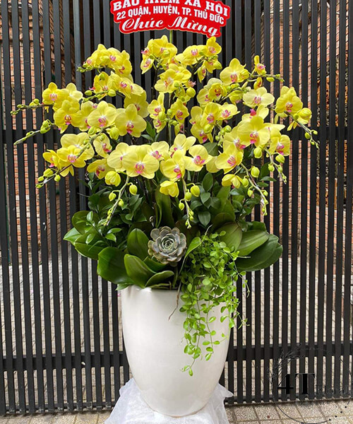 chậu lan hồ điệp vàng 16 cành