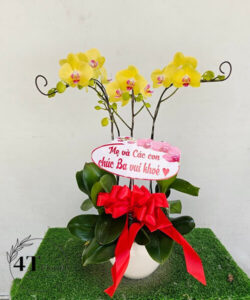 Chậu lan hồ điệp - HĐ09