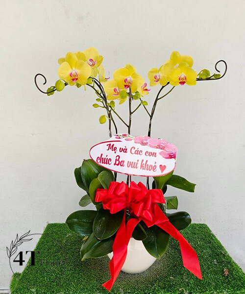 chậu lan hồ điệp vàng 3 cành