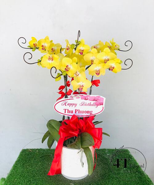 chậu lan hồ điệp vàng 5 cành