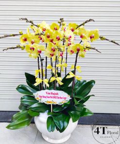 Chậu lan hồ điệp - HĐ06