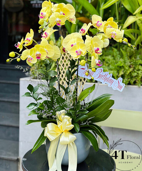 chậu lan hồ điệp vàng nhẹ nhàng