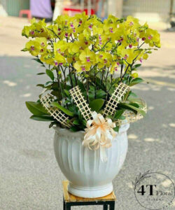 Chậu lan hồ điệp - HĐ03