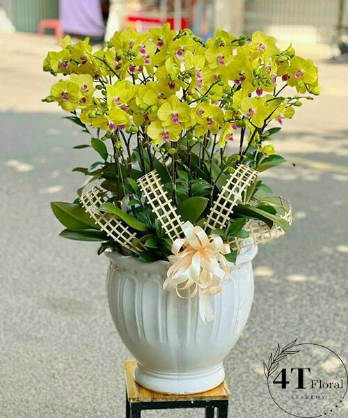 chậu lan hồ điệp vàng nhụy hồng