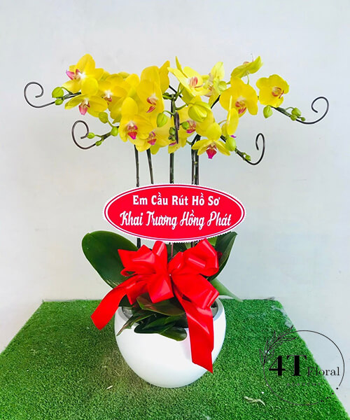 chậu lan hồ điệp vàng tặng khai trương