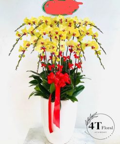 Chậu lan hồ điệp đẹp - HĐ02