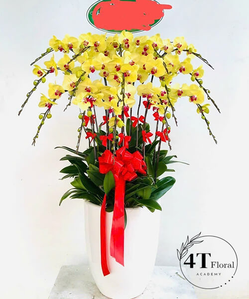 chậu lan hồ điệp vàng tặng sếp nam