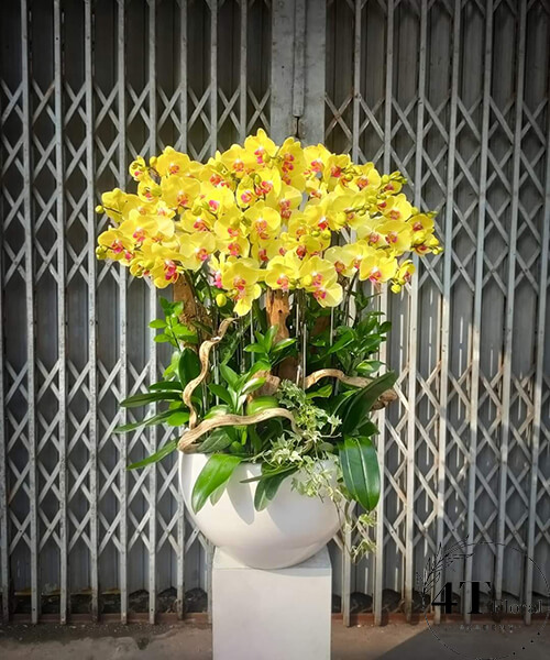 chậu lan hồ điệp vàng