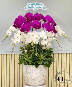 Chậu lan hồ điệp xinh - HĐ01