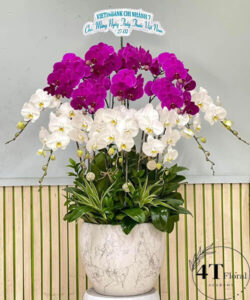 Chậu lan hồ điệp xinh - HĐ01