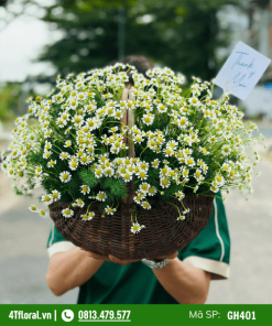 Giỏ Hoa Cúc Tana - GH401