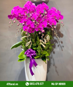 Lan Hồ Điệp - HĐ909