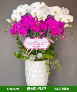 Lan Hồ Điệp - HĐ910