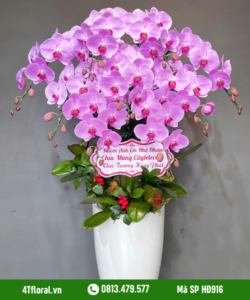 Lan Hồ Điệp - HĐ916