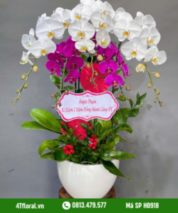 Lan Hồ Điệp - HĐ918