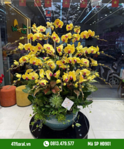 Lan Hồ Điệp - HĐ901