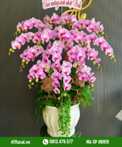 Lan Hồ Điệp - HĐ919