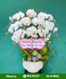 Lan Hồ Điệp - HĐ922