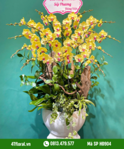 Lan Hồ Điệp - HĐ904