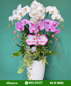 Lan Hồ Điệp - HĐ905