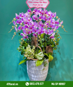 Lan Hồ Điệp - HĐ907