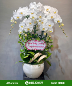 Lan Hồ Điệp - HĐ908